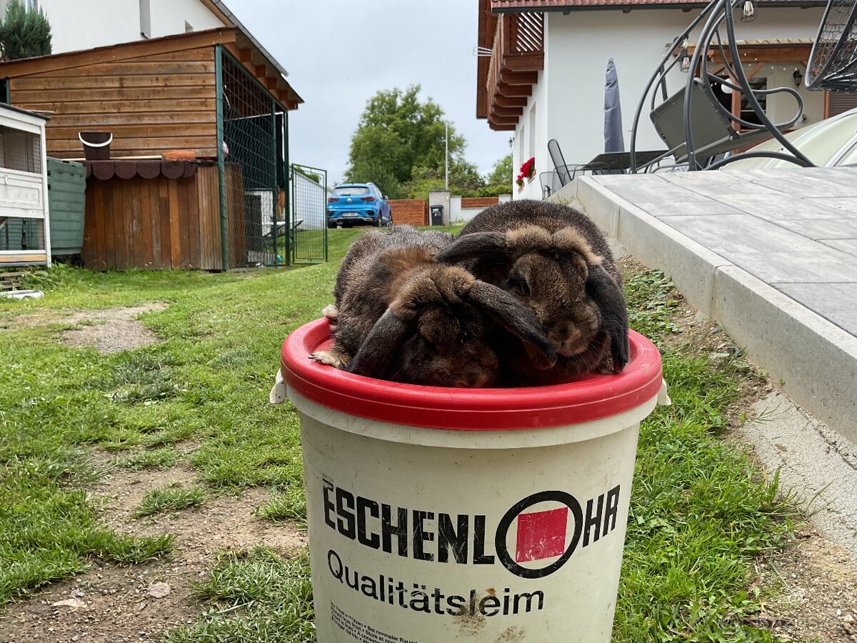Zakrslý beran chovný pár.