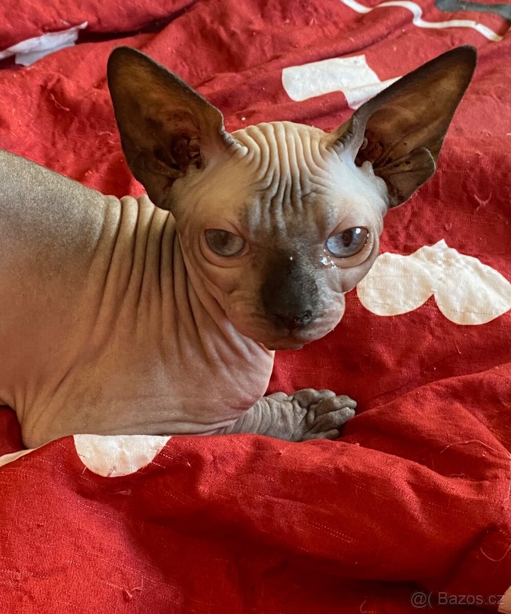 Kanadský sphynx s Pp