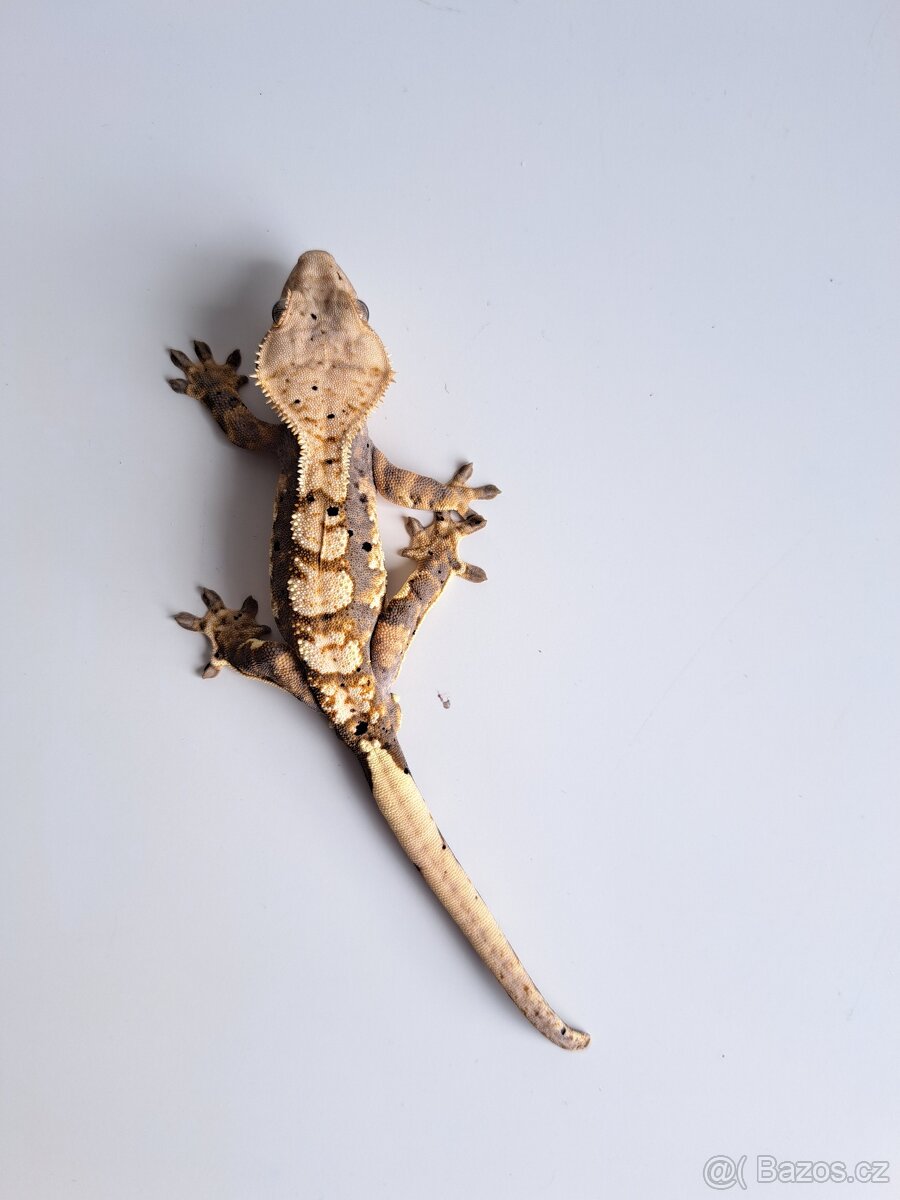 pagekon řasnatý samec..