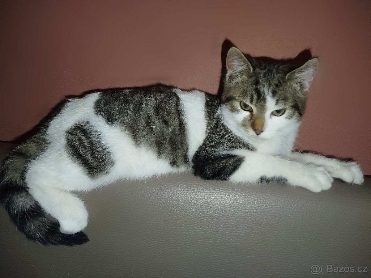 Nalezený kocourek cca 3,5-4,5 měs