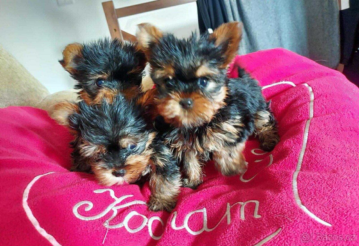 Jorkšírský Yorkšírský teriér