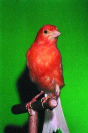 Kanáři. Spousta barev