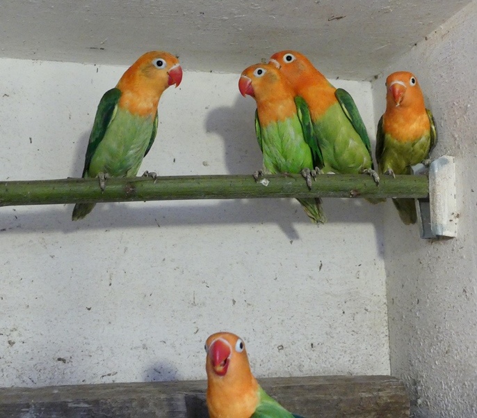 Agapornisové fischeri