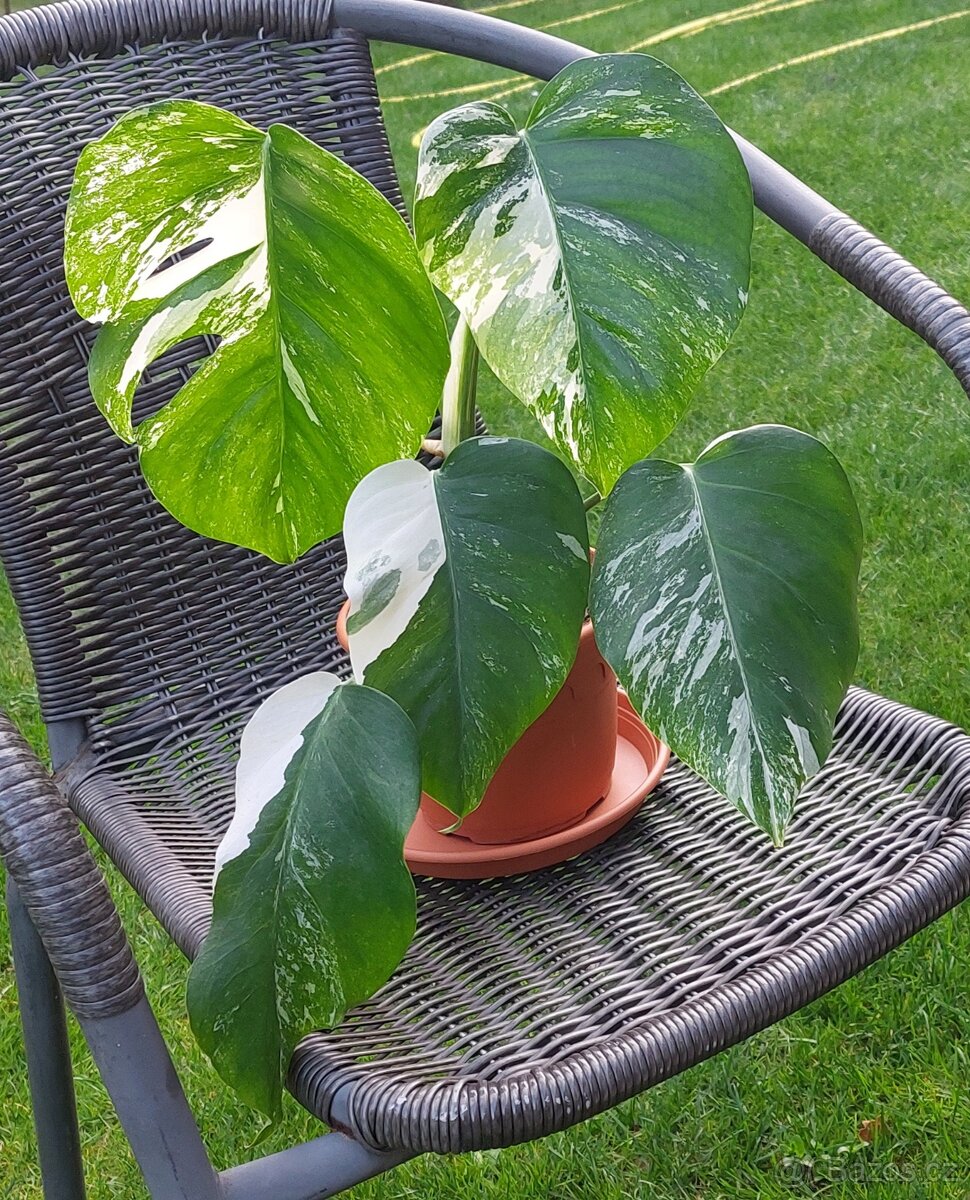 Monstera albo variegata