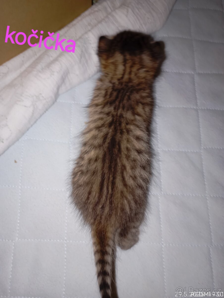 Mourovatá koťátka