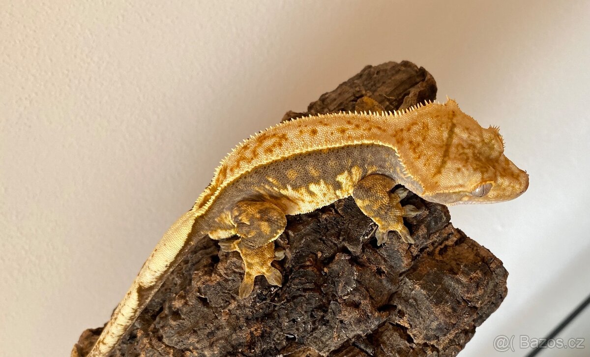 Pagekon řasnatý - samec (Correlophus ciliatus)