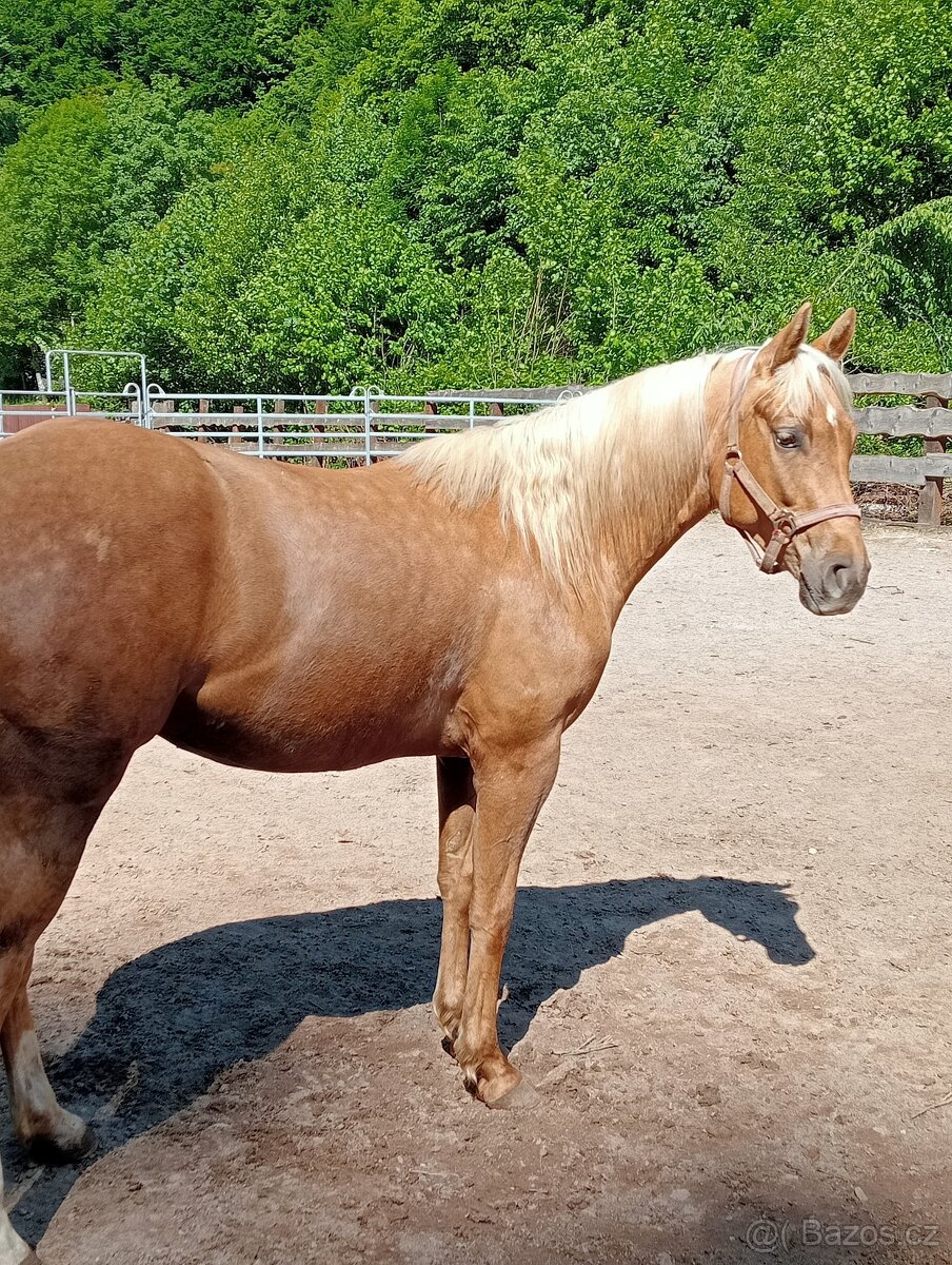 Appaloosa kobylka s PP