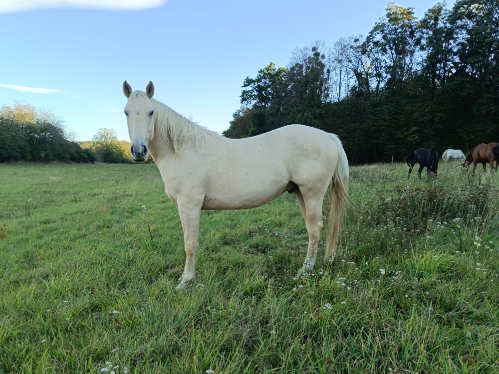 Prodám valacha QHxČT, 3,5 roku