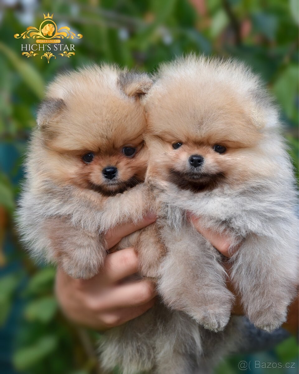 Pomeranian s PP FCI - poslední štěňátko k rezervaci