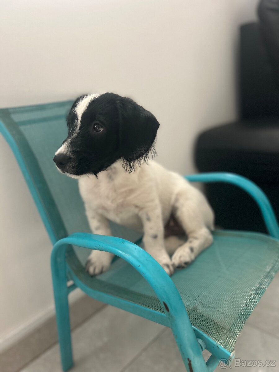 Kříženec border collie štěně