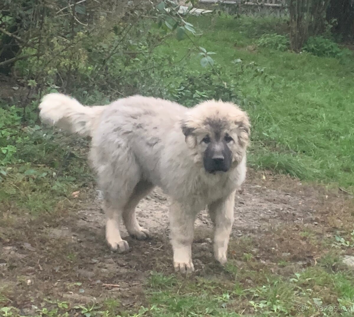 Štěně Kavkazský pastevecký pes s PP