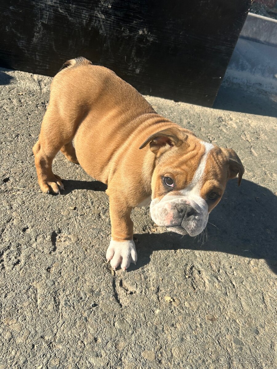 Anglický Buldok s PP, štěňátko ihned k odběru