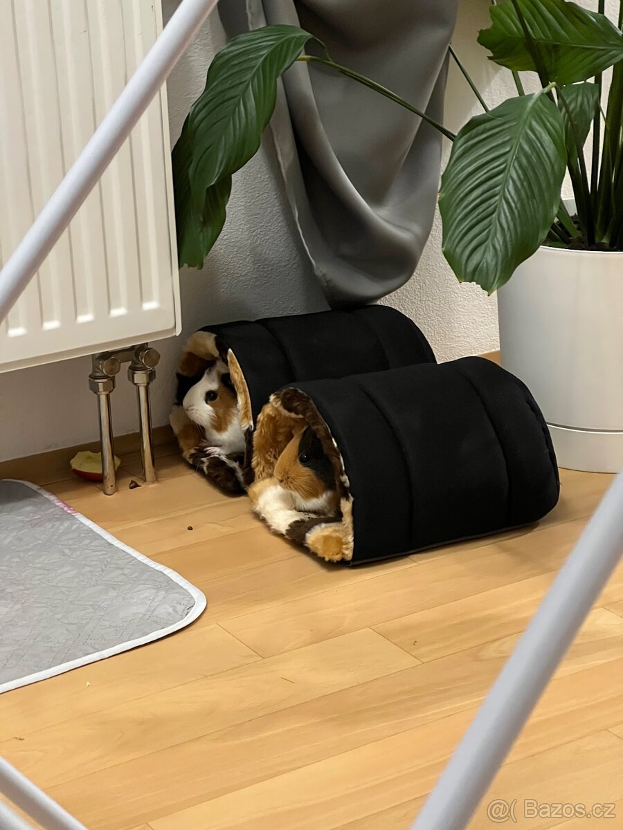 Morčata dvě holky zdarma