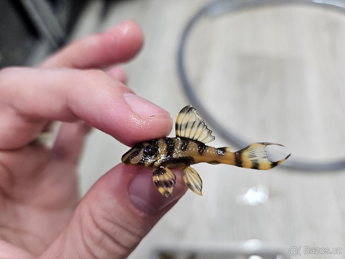 L 333 Gold line AAA - odchov