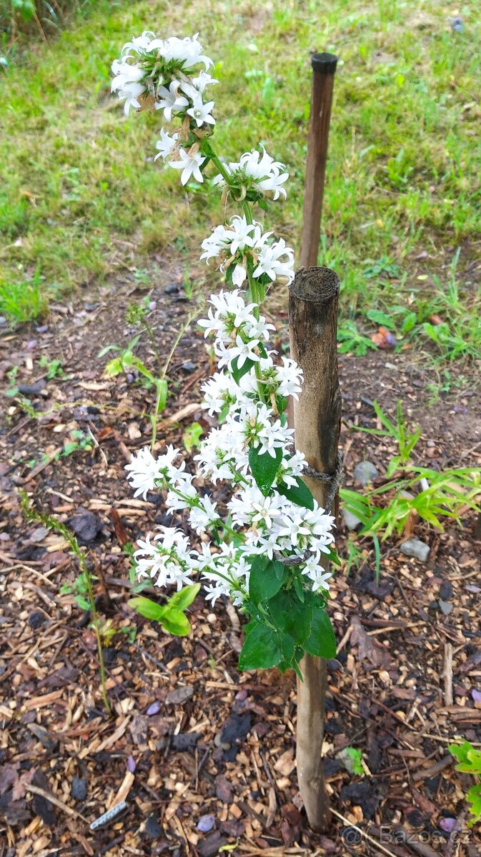 Zvonek broskvolistý- Campanula persicifolia 1000 semen 50 Kč