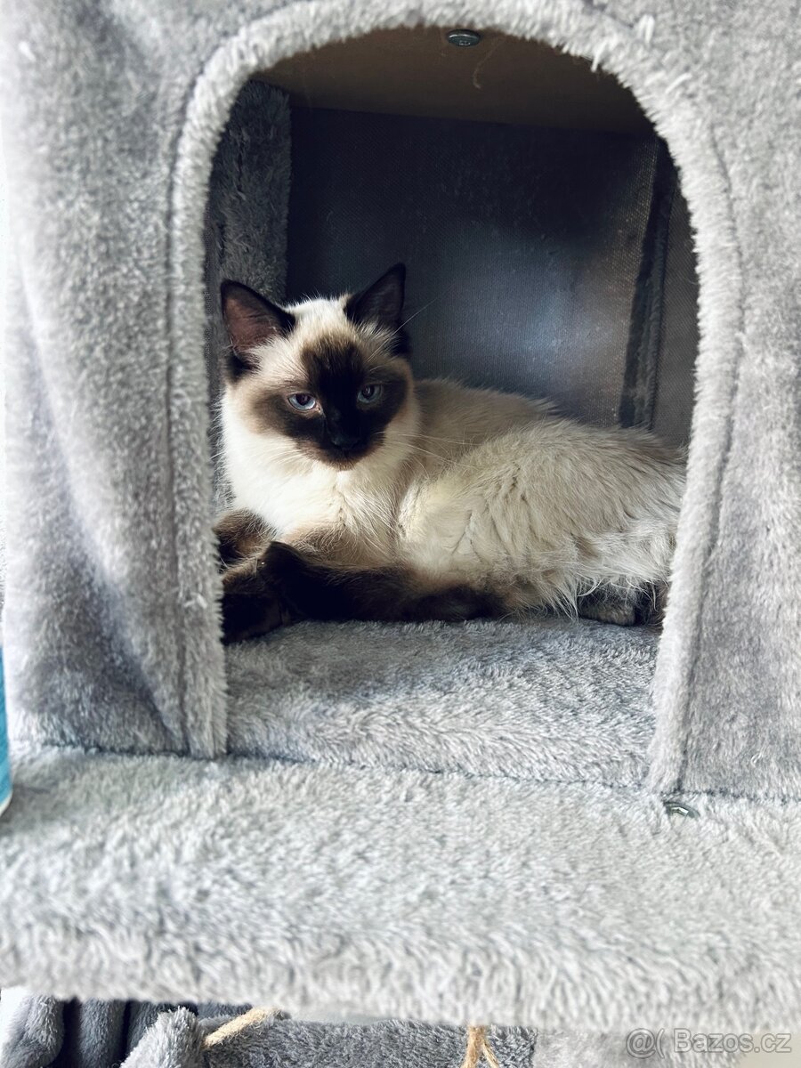 Ragdoll