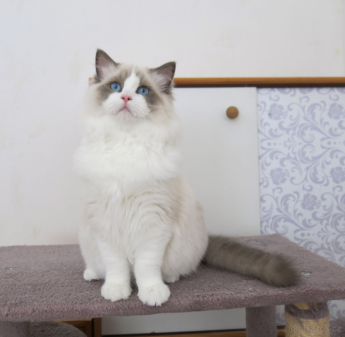 Ragdoll kocourci s průkazem původu k odběru