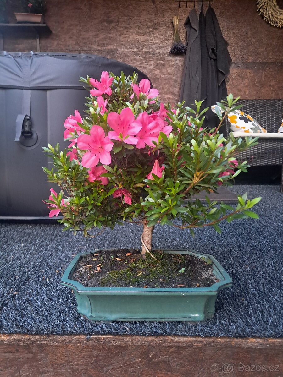 Bonsai,bonsaj Japonska Azalka