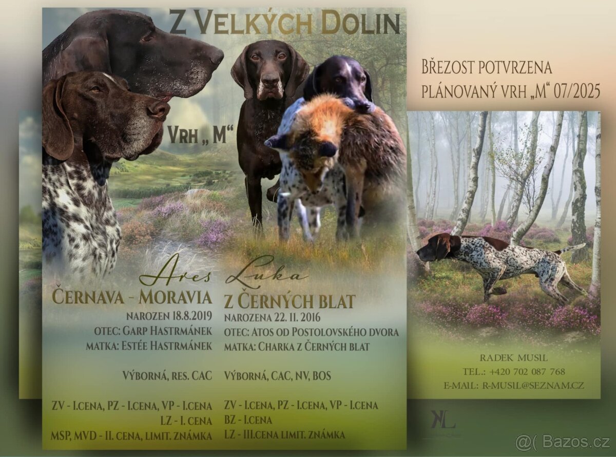 Německý ohař krátkosrstý