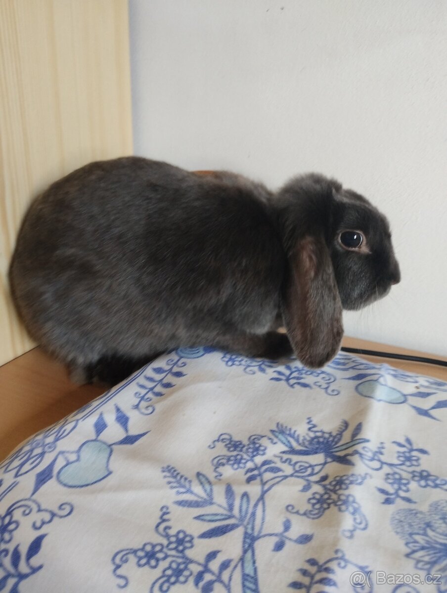 Daruji samičku zakrslého beránka