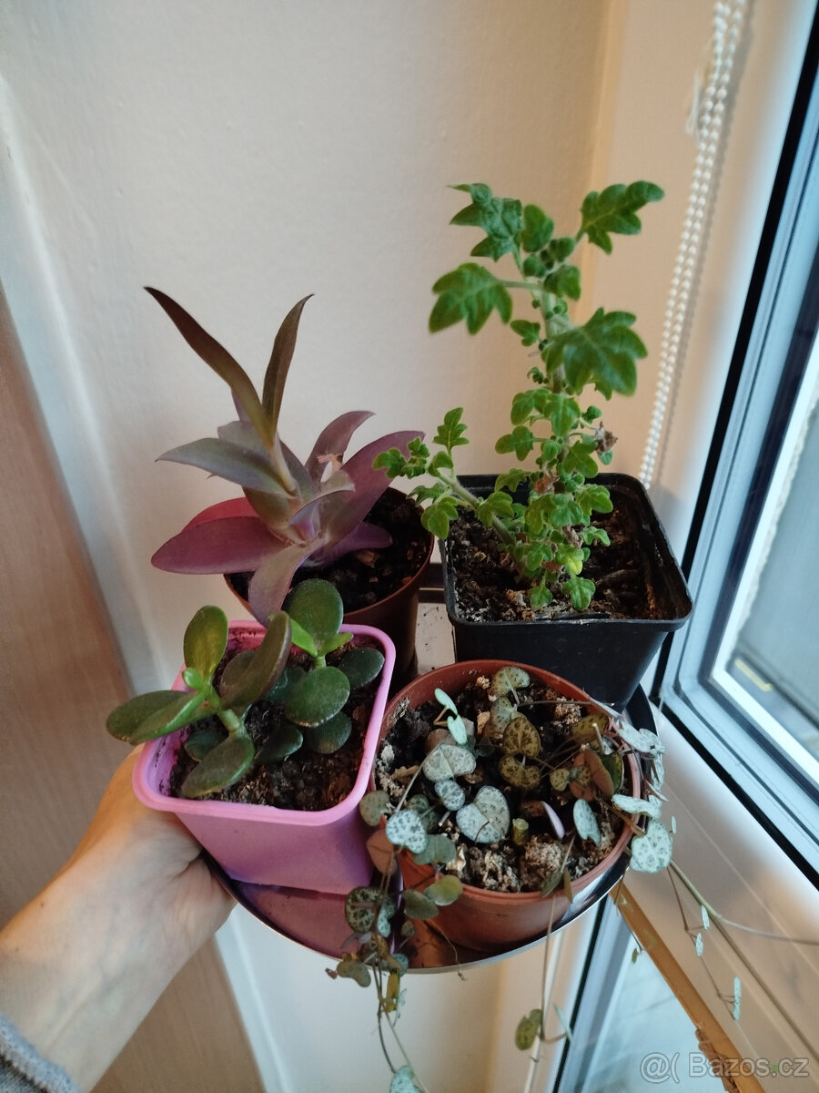 Mix pokojových rostlin 3