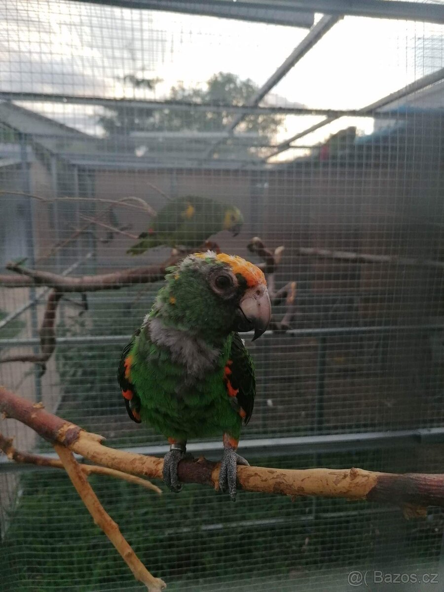 Papoušek konžský gf