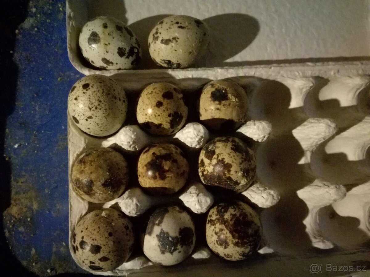 Násadová vejce křepelky