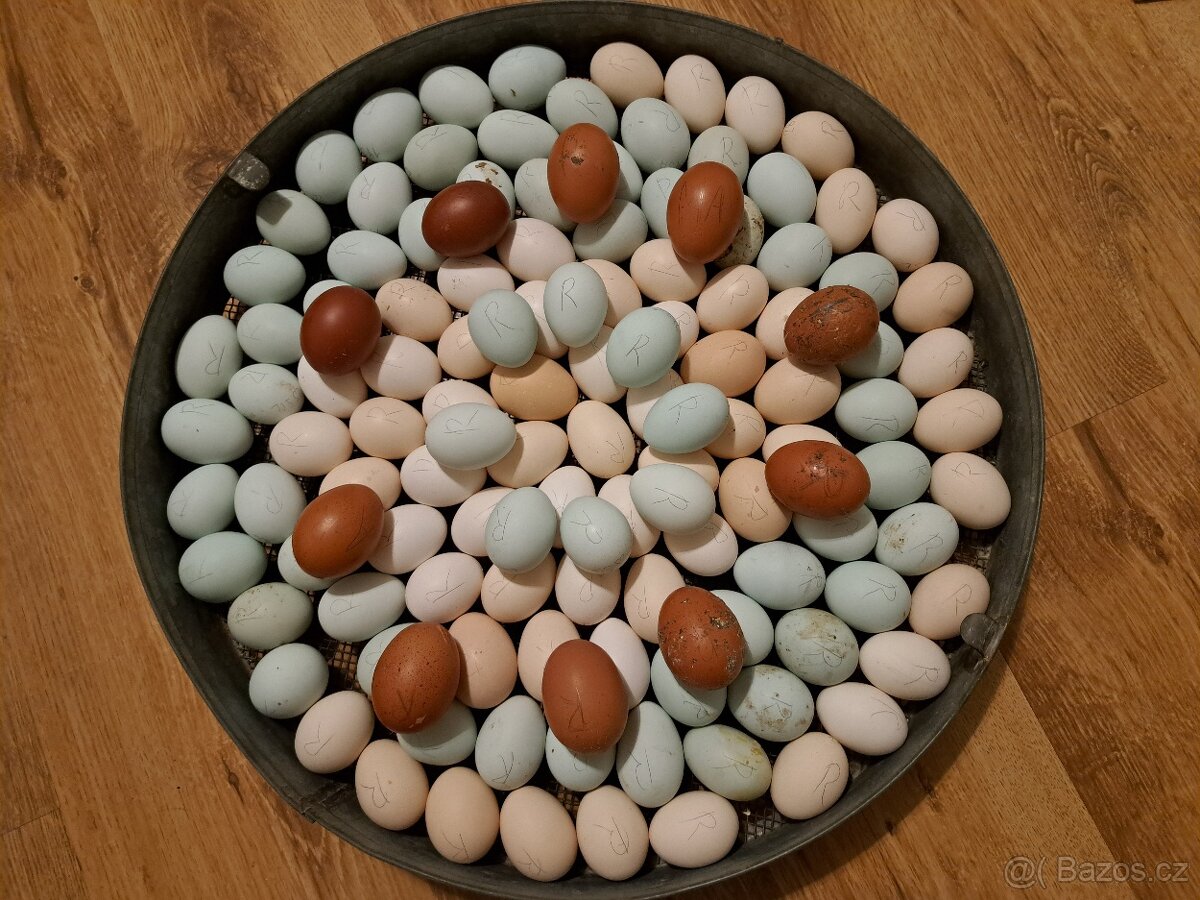 Jednodenní kuřátka