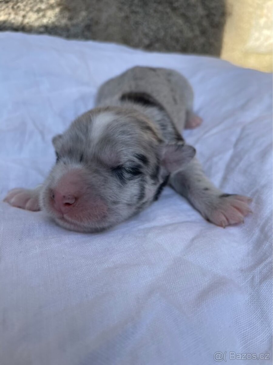 Štěňátka Husky x Border kolie