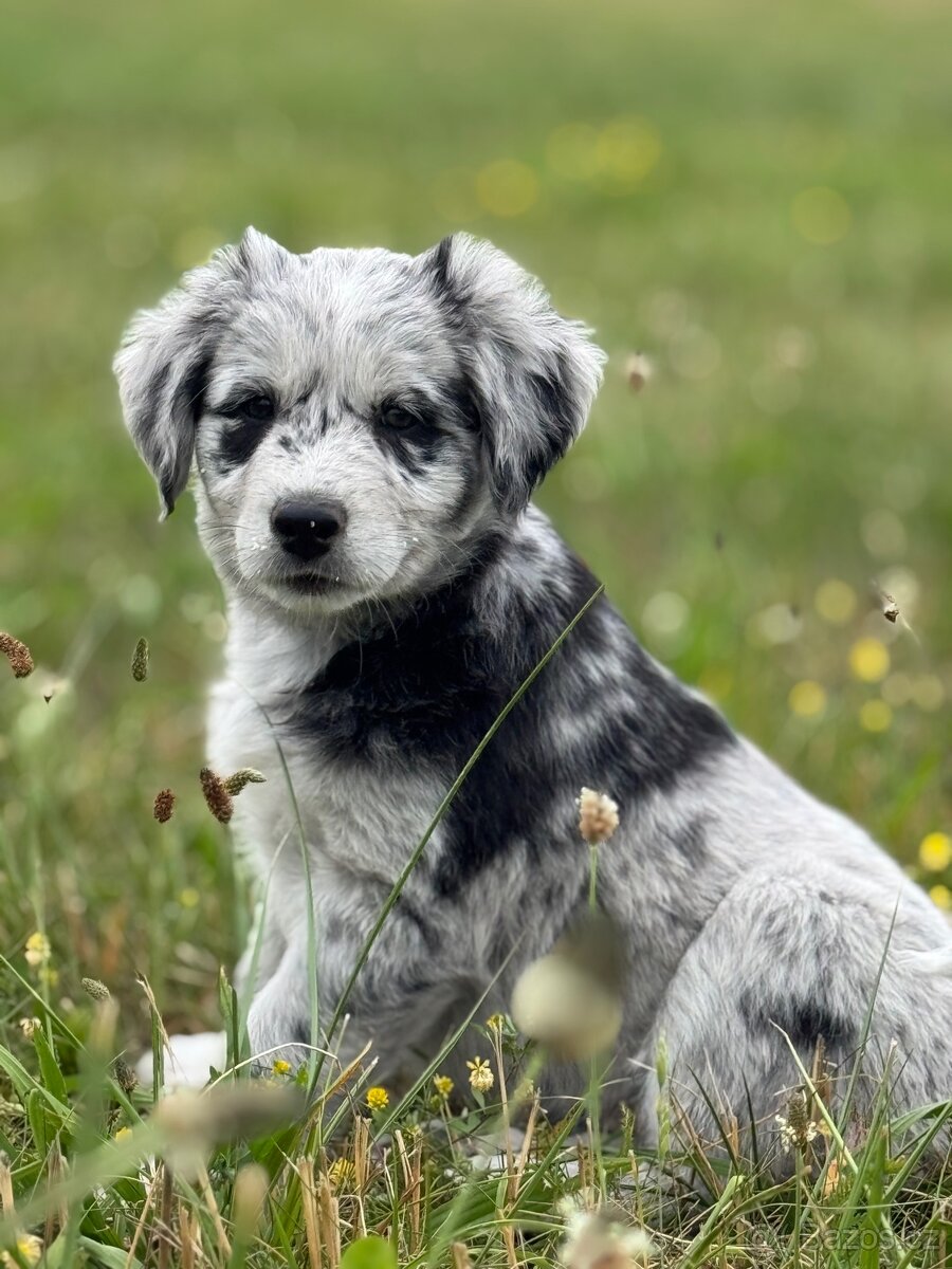 Štěňátka Husky/ Border kolie x zlatý labrador