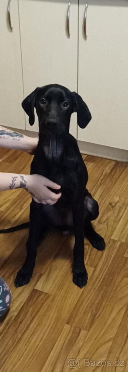 Labrador