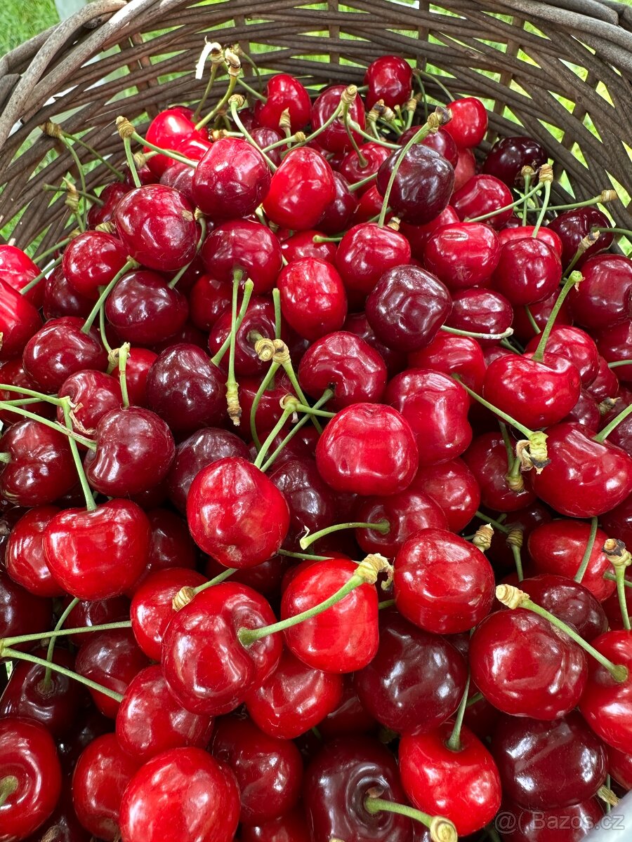Třešně
