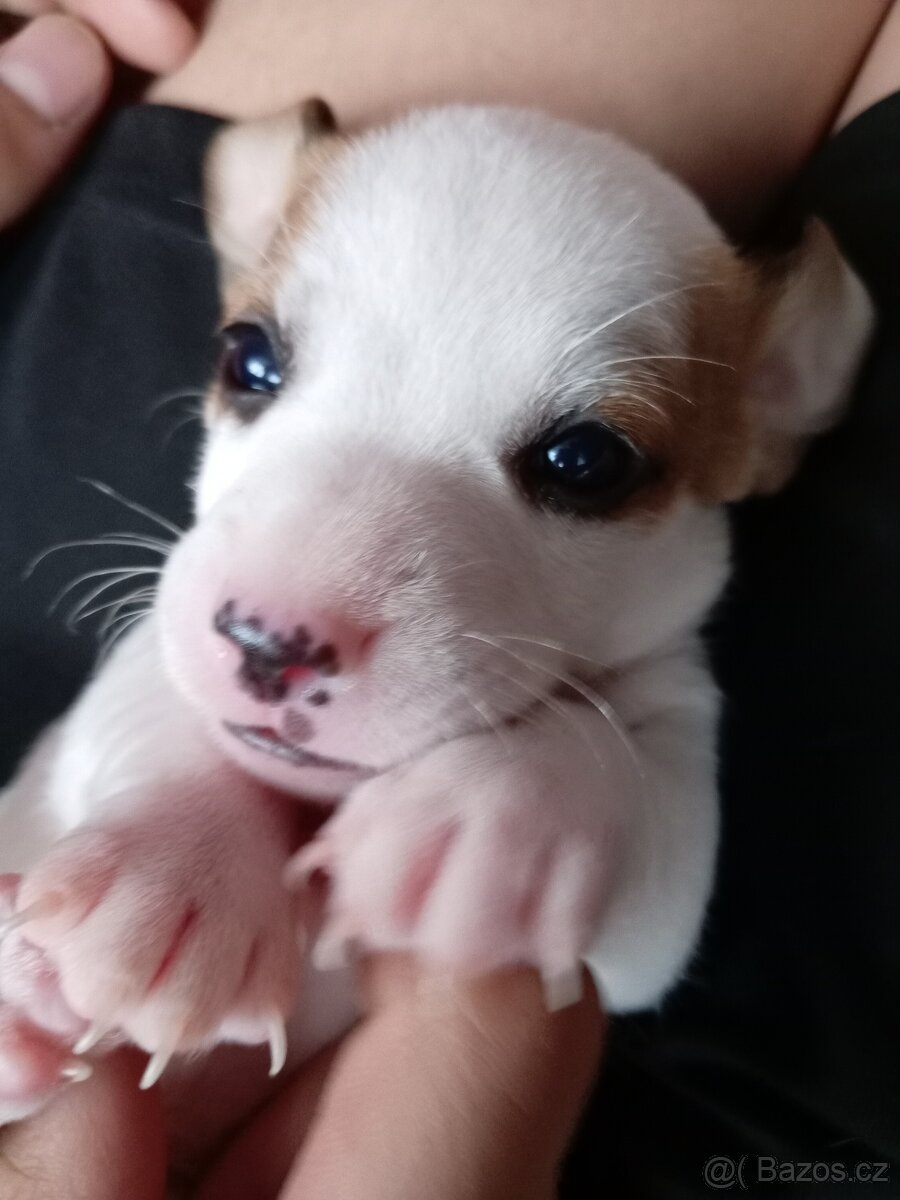 Jack russel teriér