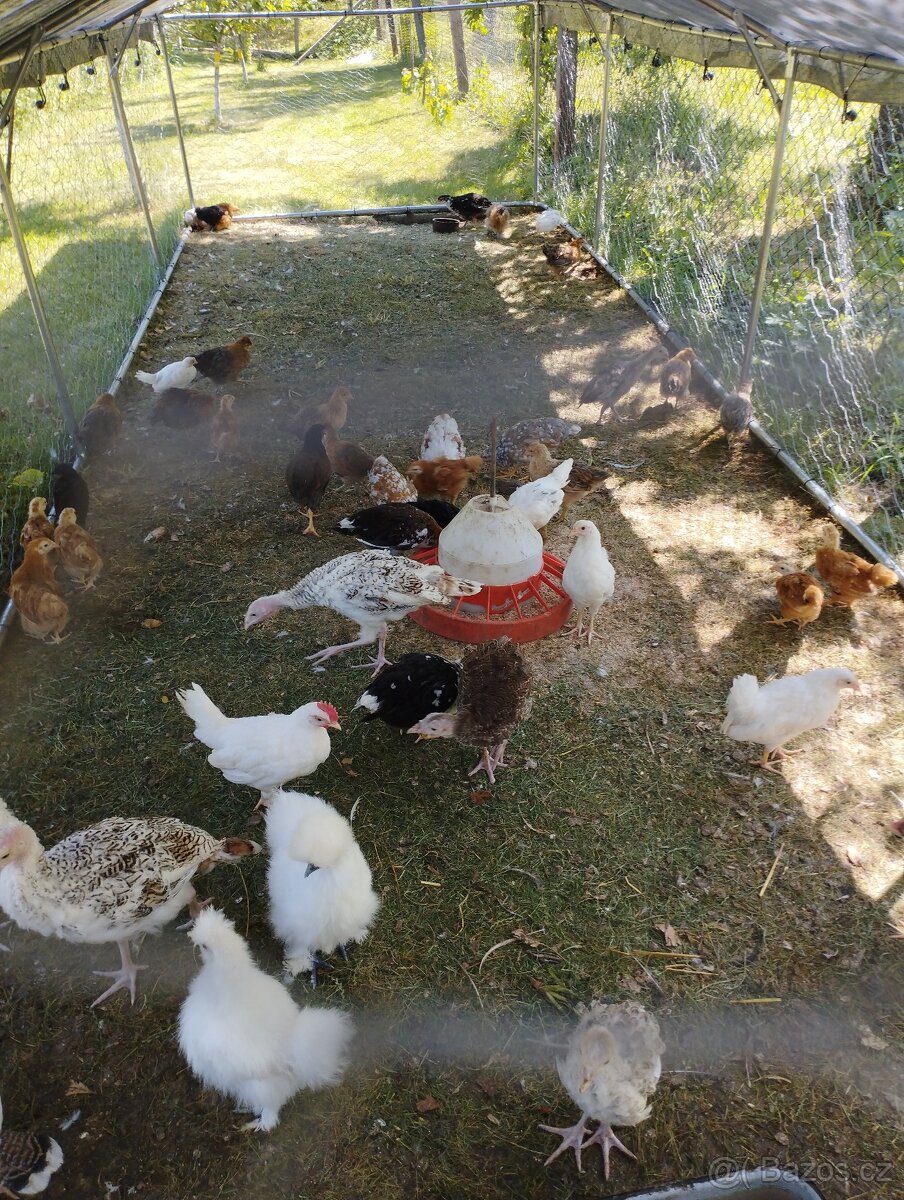 Kuřata Leghorn