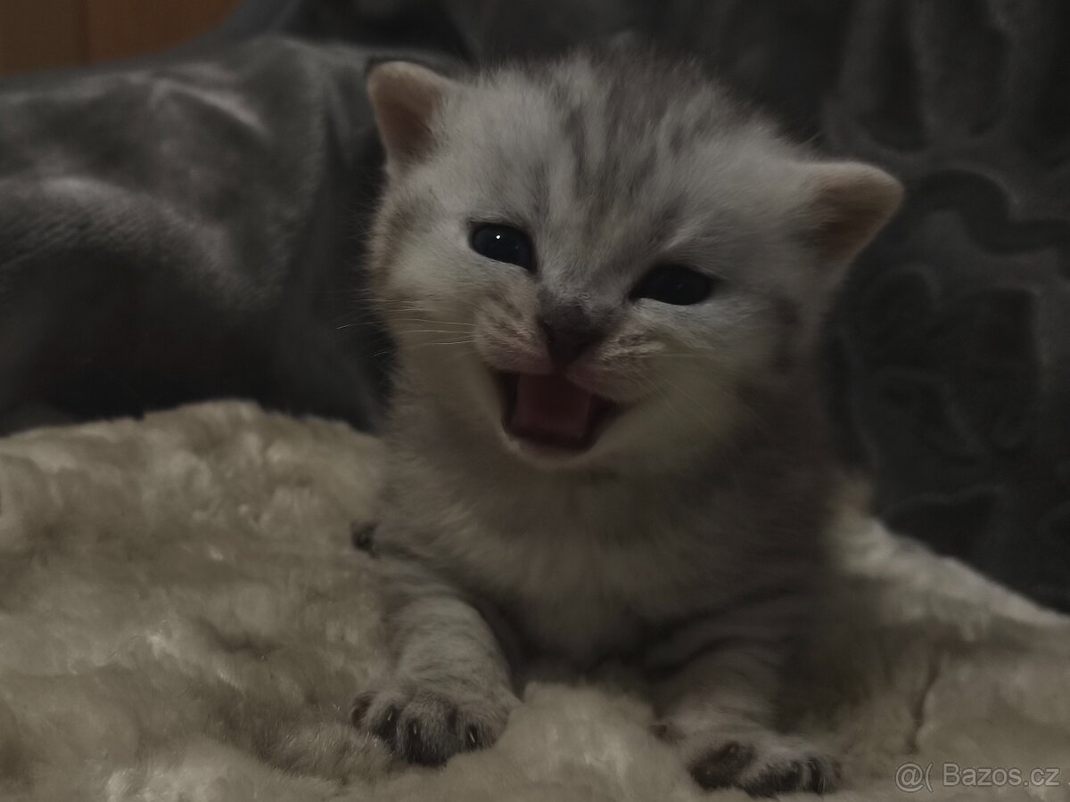 Koťátka 'Scottish Chinchilla"