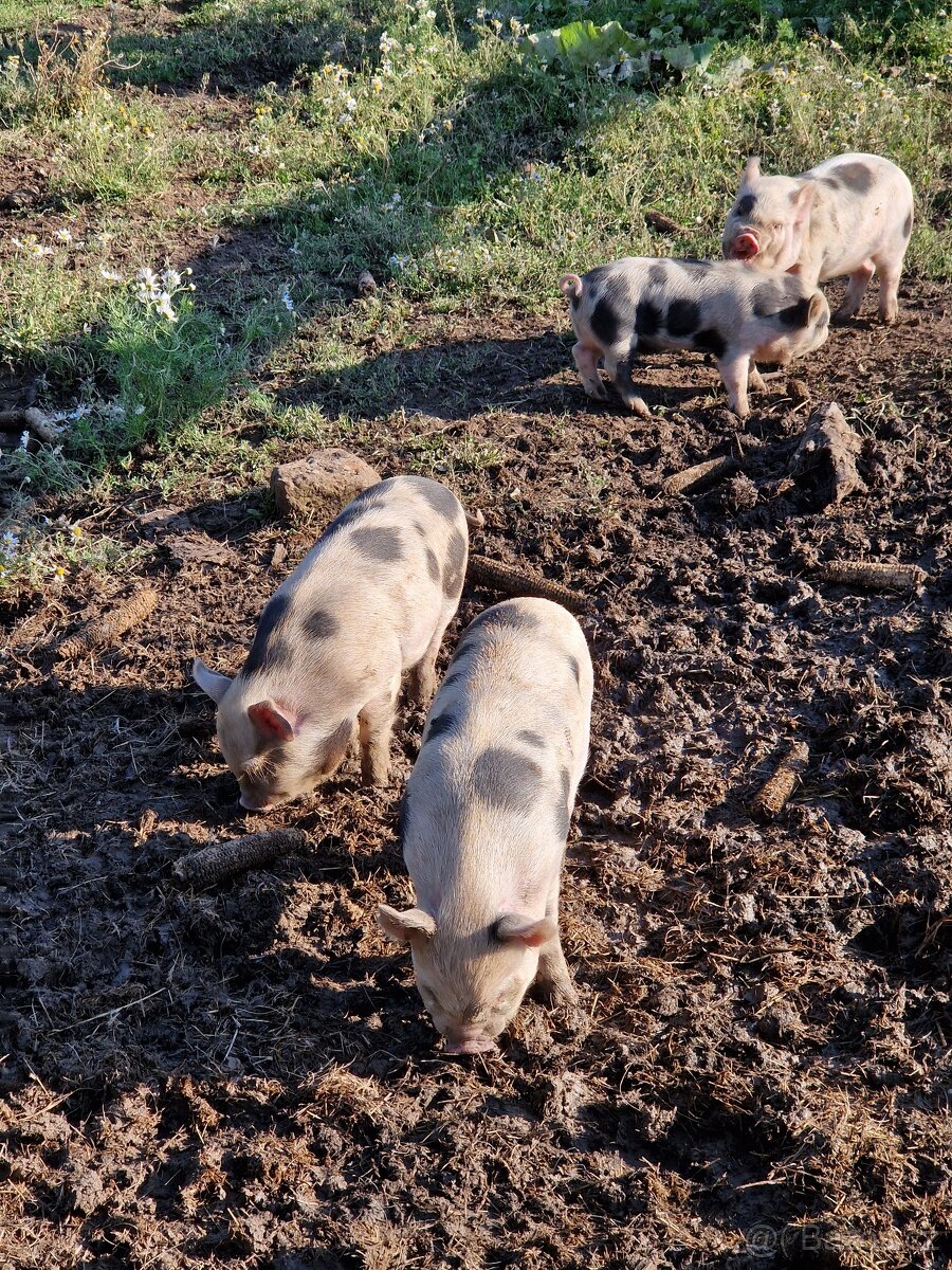 Prase kune kune