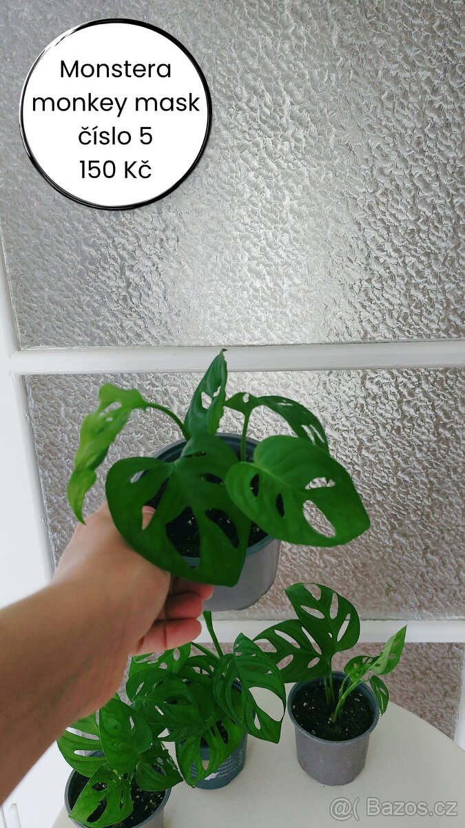 Monstera Monkey Mask - č. 5