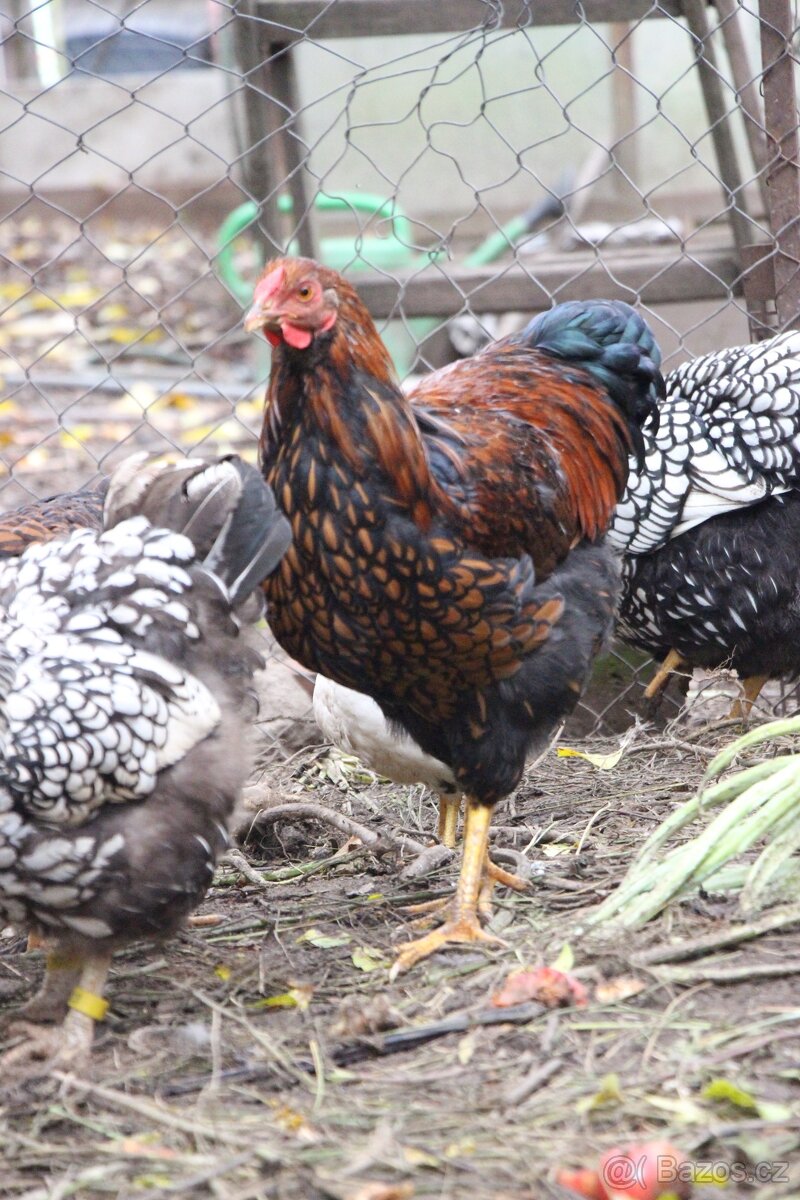 Wyandotka velká zlatá černě lemovaná kohout