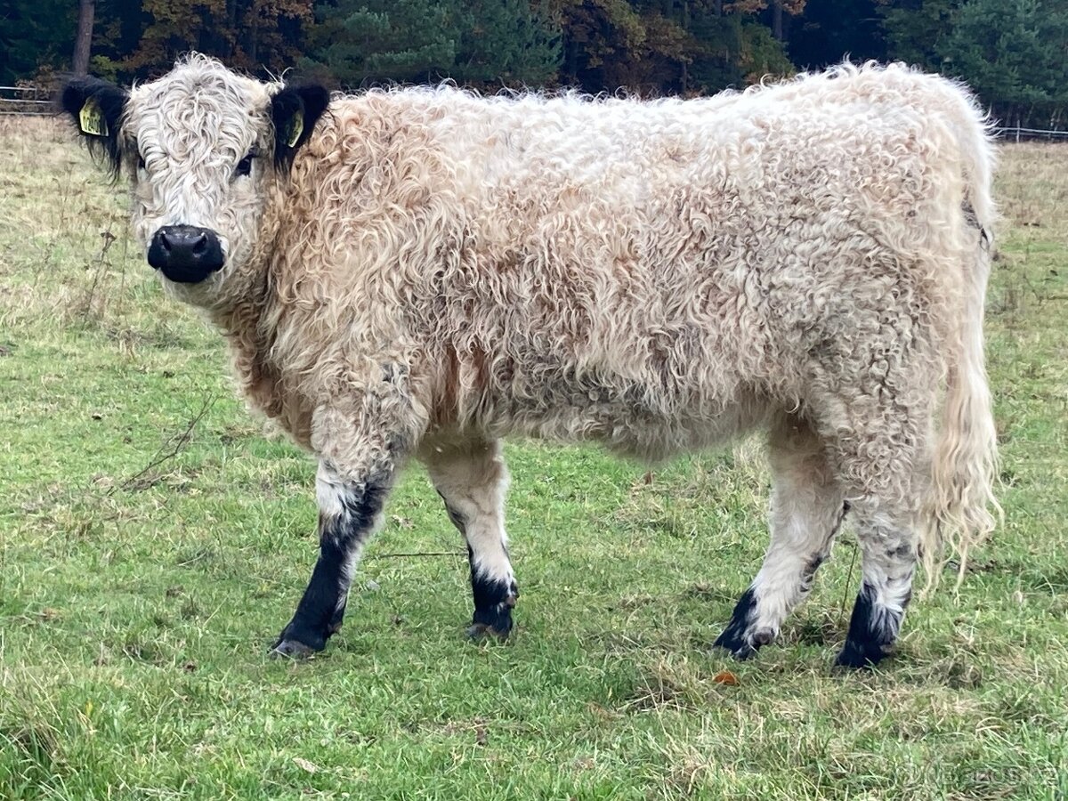 Prodám plemenné jalovice Galloway