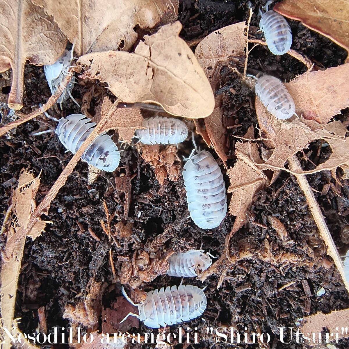 Nesodillo arcangelii "Shiro Utsuri" - Isopody