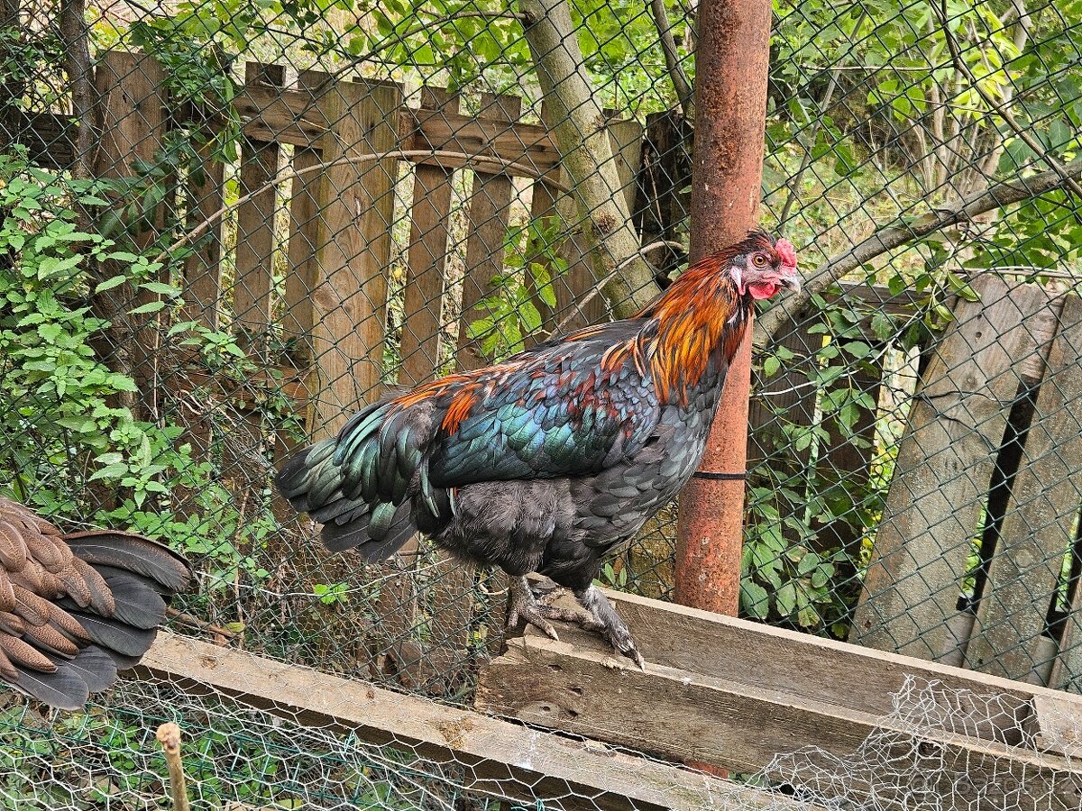 Kohout křížený Maranska a Araukana