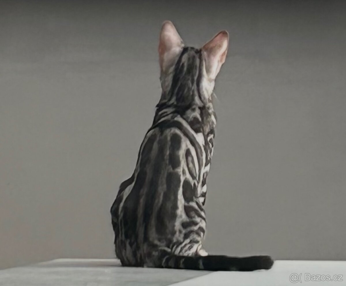 Bengálské kotě s PP