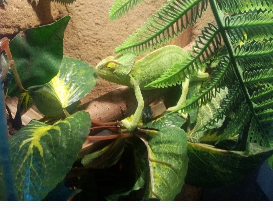 Chameleon jemenský, 3 měsíce a Terárium nové 40x40x100. Před