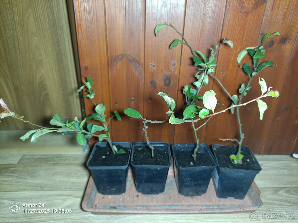 KDOULE POMERANČOVA - Kdoulovec Nivalis