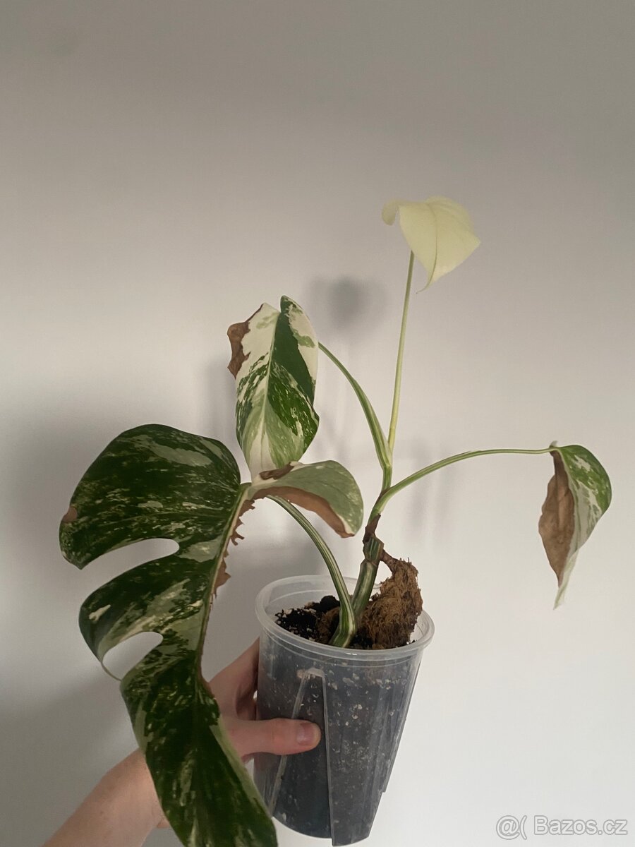 Monstera Deliciosa Albo Variegata