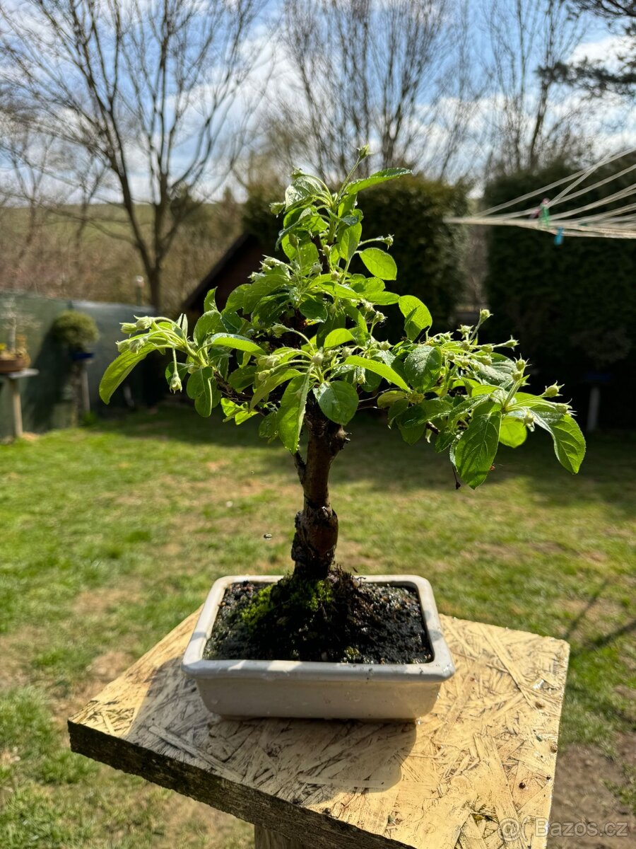 Bonsaj, bonsai Jabloň