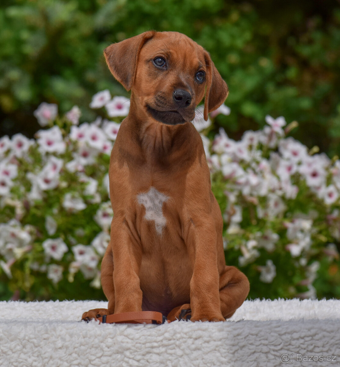 Rhodéský ridgeback - standardní pejsek s PP