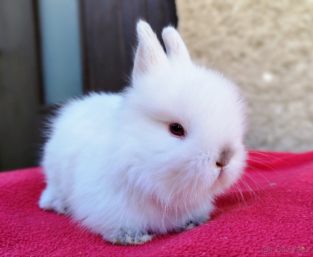 Zakrslý králík, králíček - HEIDY - (TEDDY)