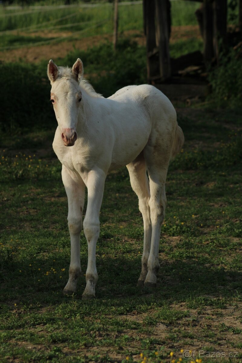 Appaloosa red few spot filly Cherry