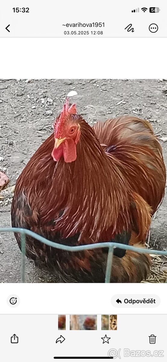 Zadam kuratka Kočinek